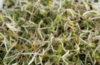 Sprossenmix , Schale