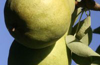 Birne Novembra/Xenia