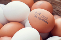 10 Eier Gr&ouml;&szlig;e L