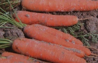 M&ouml;hren ungewaschen