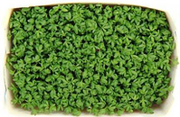 Kresse in der Schale