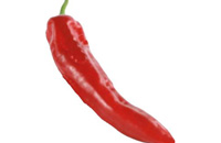 Paprika rot spitz