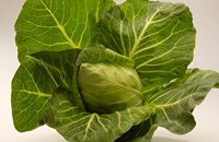 Spitzkraut